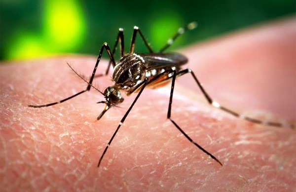 Virus Zika vào Việt Nam, phụ nữ mang thai nên làm gì? Virus Zika vào Việt Nam, phụ nữ mang thai nên làm gì?