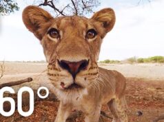 YouTube giới thiệu kho video VR giúp bạn giải trí ngay tại nhà YouTube giới thiệu kho video VR giúp bạn giải trí ngay tại nhà