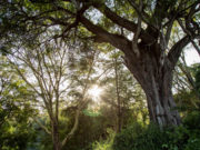 Apple chi 200 triệu USD đầu tư quỹ chống biến đổi khí hậu Apple chi 200 triệu USD đầu tư quỹ chống biến đổi khí hậu