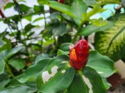 Ảnh chụp từ Galaxy Z Flip3 5G