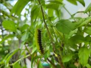 Ảnh chụp từ Galaxy Z Flip3 5G