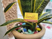 Ảnh chụp từ Galaxy Z Flip3 5G