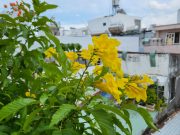 Ảnh chụp từ Galaxy Z Flip3 5G