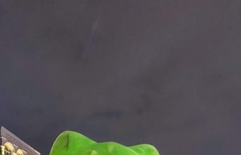 Cách giúp trẻ học giỏi tiếng Anh tại nhà bằng ứng dụng miễn phí của người mẹ 4 con