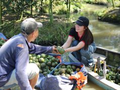 FPT Shop ‘ra quân’ ủng hộ cam nhà vườn miền Tây, mang về tặng khách