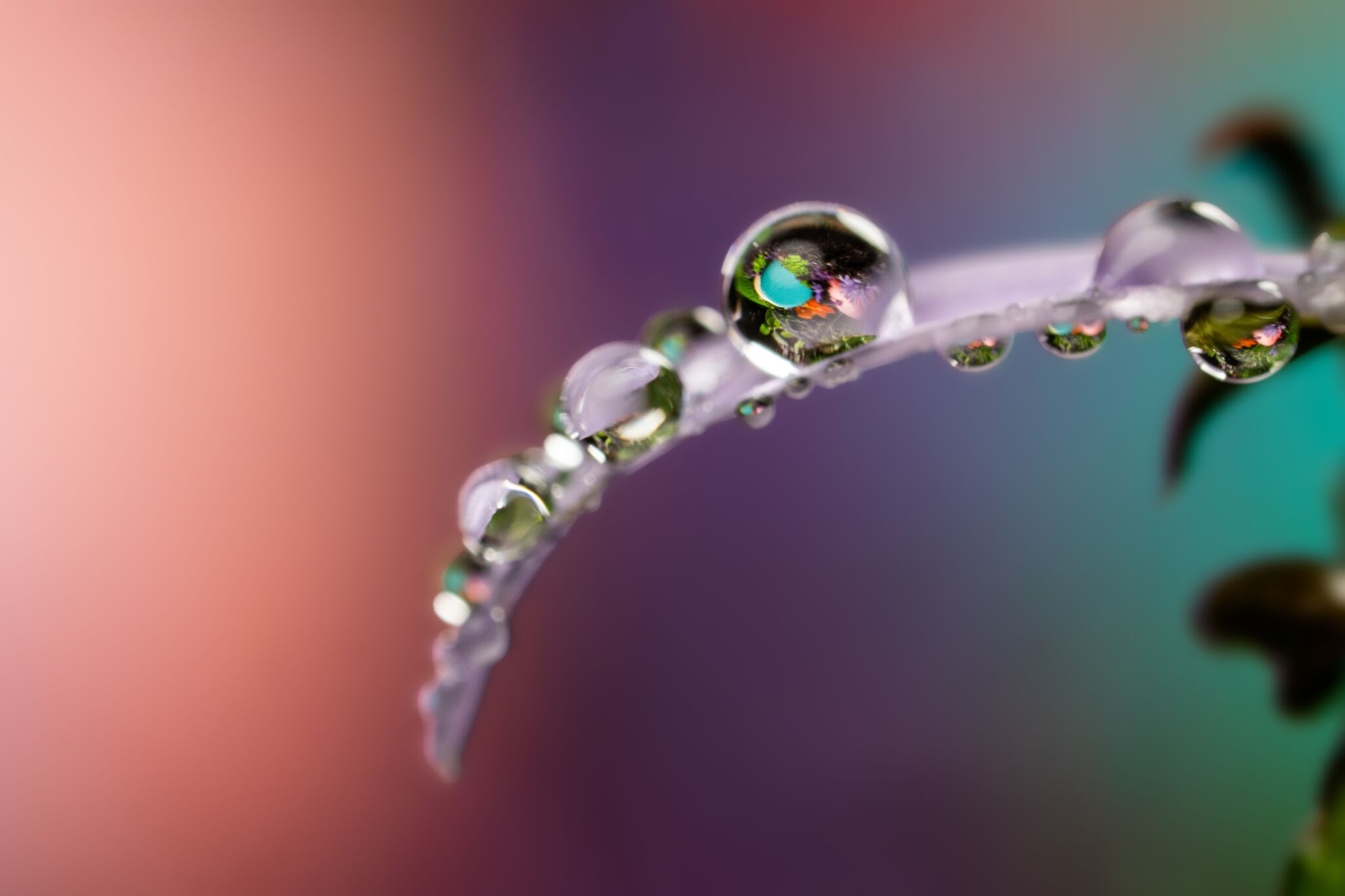 Sony FE 100mm F2.8 Macro GM OSS: Ống kính tele macro đầu tiên thuộc dòng G Master Sony ra mắt FE 100mm F2.8 Macro GM OSS: Ống kính tele macro đầu tiên thuộc dòng G Master
