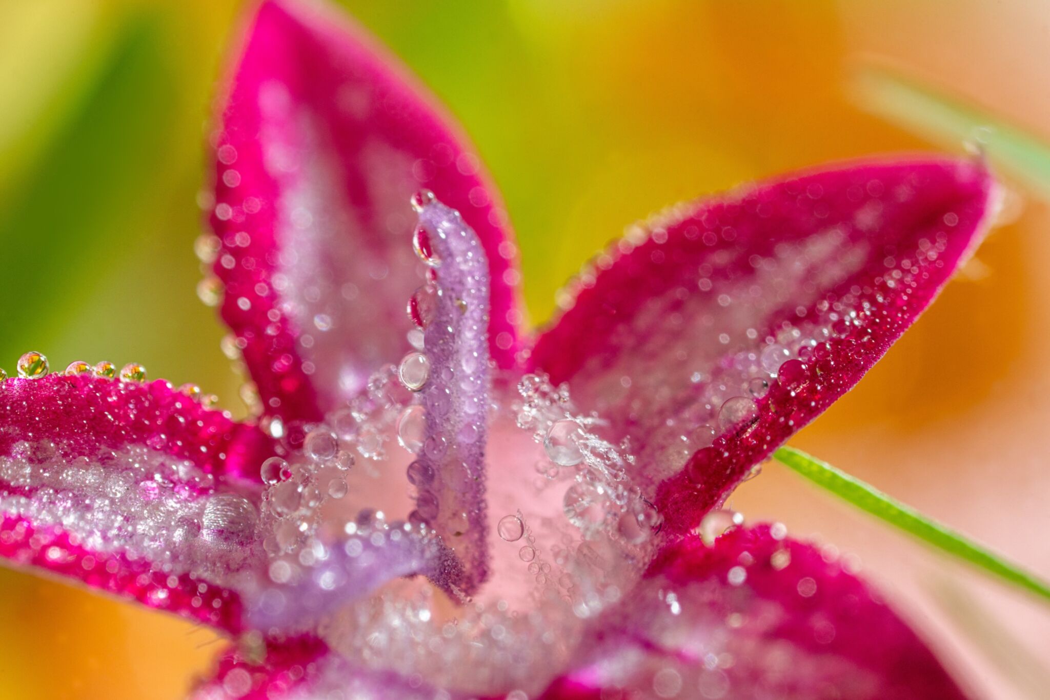 Sony FE 100mm F2.8 Macro GM OSS: Ống kính tele macro đầu tiên thuộc dòng G Master Sony ra mắt FE 100mm F2.8 Macro GM OSS: Ống kính tele macro đầu tiên thuộc dòng G Master